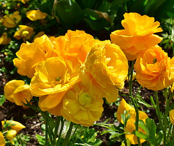yellow flowers thumbnail
