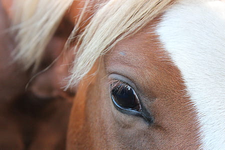close-up photography of brown horse thumbnail
