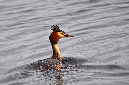 brown and white duck swimming in water thumbnail