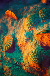 brown clam shells on sand thumbnail