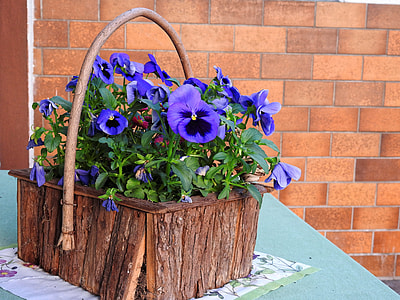 purple petaled flowers in brown flowerbed thumbnail