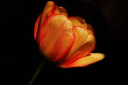 close up photo of orange and red petaled flower thumbnail