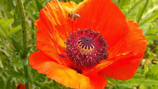 orange flower thumbnail