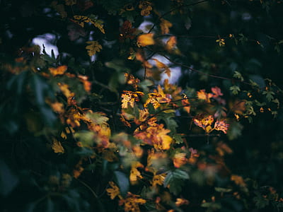 yellow leaves thumbnail