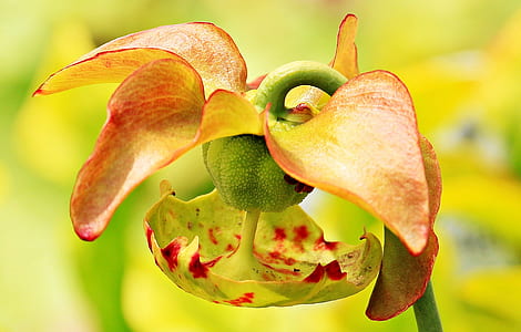 selective photography of flower thumbnail
