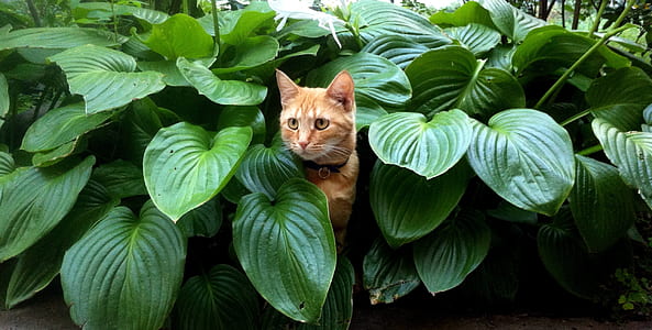 orange tabby cat hiding on green leafed plant thumbnail