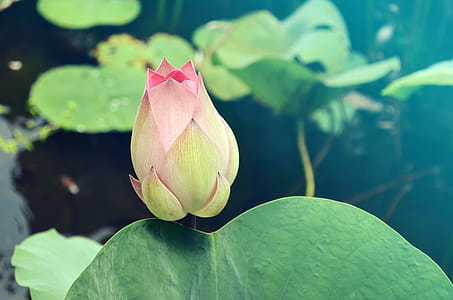 Lotus bud thumbnail