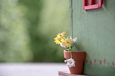 yellow and white flowers on brown pot in macro shot photography thumbnail