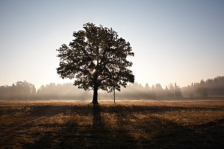 silhouette tree on dried grass during daytime thumbnail