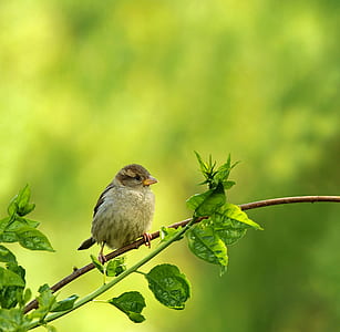 selective focus photography of gray bird on tree branch thumbnail