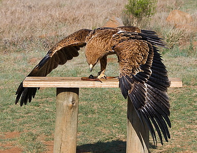 brown and black bird on table thumbnail
