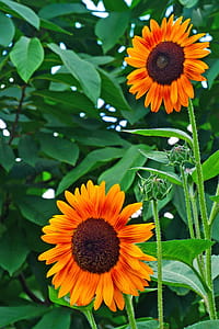 Pictures of sunflowers - a plant that attracts bees. thumbnail