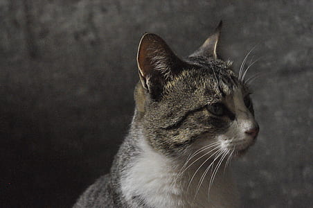 short-coated gray and white cat standing thumbnail