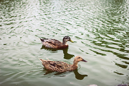 two brown duck floating on calm body of water thumbnail