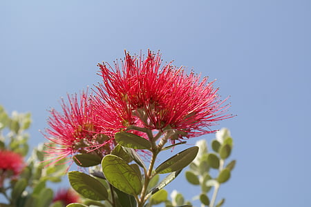 pink powder puff flower at daytime thumbnail