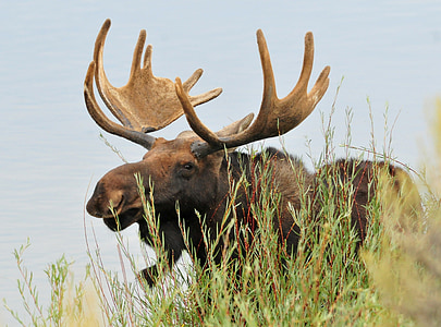 brown moose beside green grasses and calm body of water at daytime thumbnail