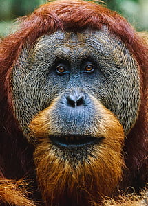 close up photography of tan and black gorilla thumbnail