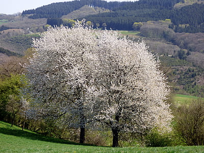white leafed trees near mountain range thumbnail