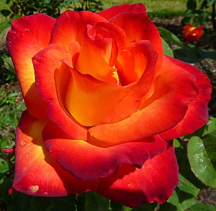 close-up photo of red rose at daytime thumbnail
