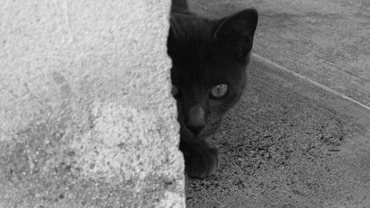 adult black cat near gray wall thumbnail