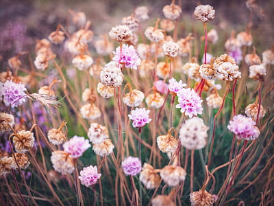 close-up photo of purple flowes thumbnail