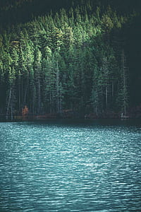 green trees by the water during daytime thumbnail