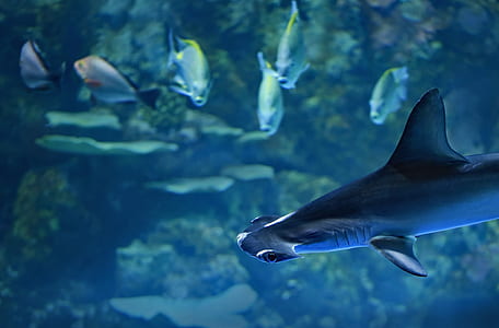 hammerhead shark thumbnail