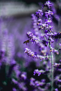 Selective Focus Photo of Purple Petaled Flowers thumbnail
