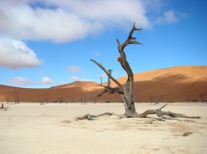 brown bare tree surrounded with white sand and brown hill under white clouds and blue sky during daytime thumbnail