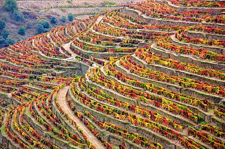 aerial view photography of trees at daytime thumbnail