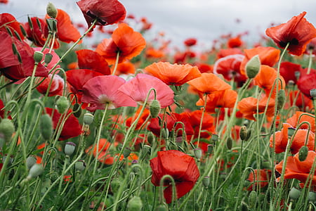 red flowers thumbnail