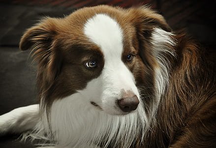 white and brown dog lying on black surface thumbnail