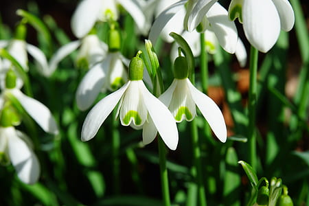 depth of field photograph of white petaled flower thumbnail