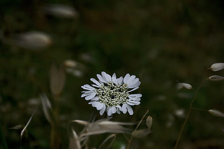 white flower thumbnail