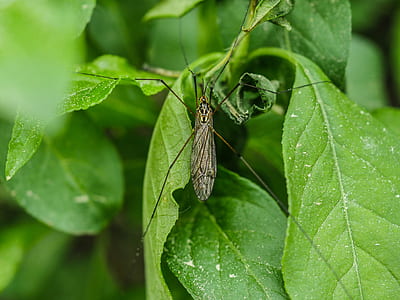 long-legged brown insenct thumbnail