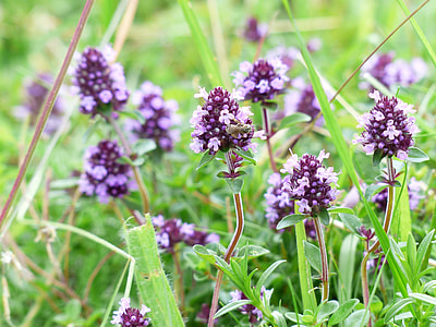 purple flowers thumbnail