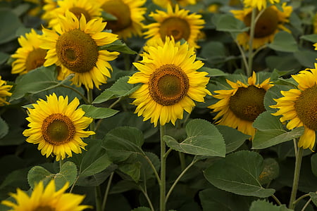 selective focus of bed of sunflowers thumbnail