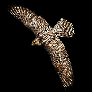 wildlife photography of hawk thumbnail