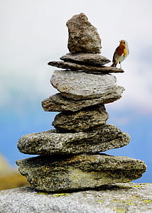 orange and white bird standing on stack on rock thumbnail