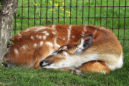 close-up photo of deer lying under tree thumbnail
