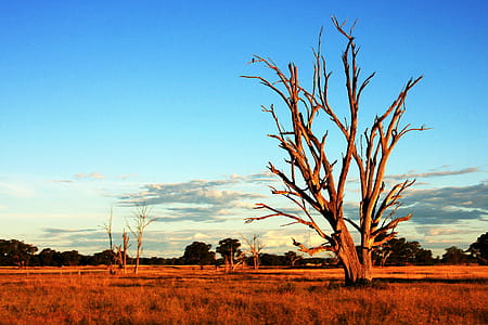 Tree in Australia Outback thumbnail