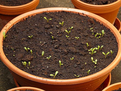 green plants in brown pot thumbnail