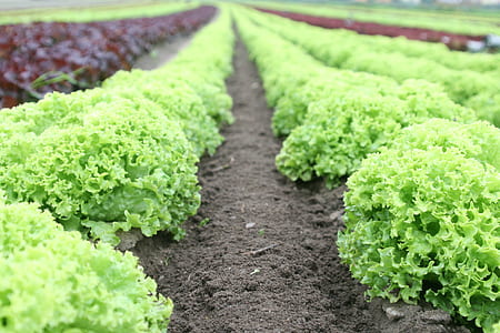 Green Plants Field thumbnail