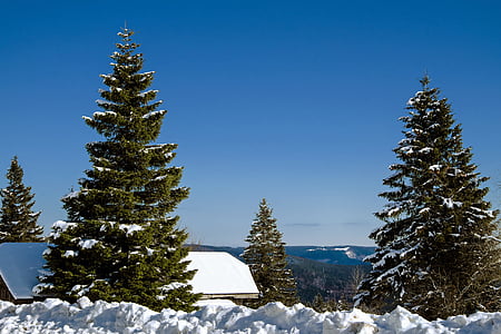 two pine trees cover by snow thumbnail