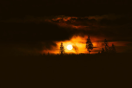 silhouette of trees during golden hour thumbnail