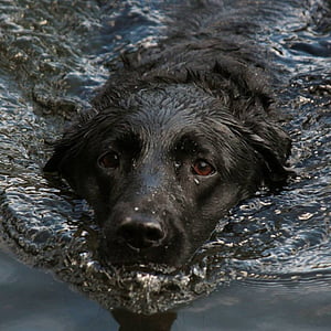 Labrador in body of water thumbnail