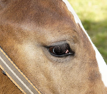 eye of an animal thumbnail