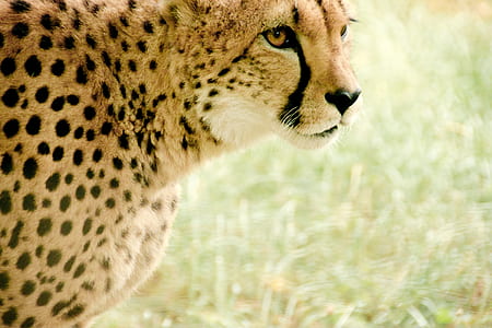 cheetah standing on green grass during daytime thumbnail