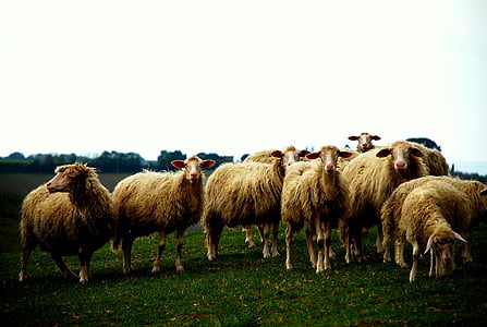 herd of sheep on field thumbnail