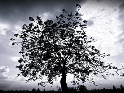 Tree, Nature thumbnail